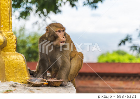 Monkey at the Swayambhunath temple, stock photo Monkey at the Swayambhunath temple, stock photo 69376321