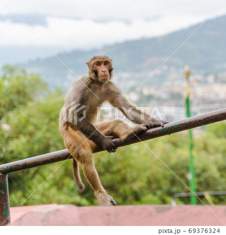 Monkey at the Swayambhunath temple, stock photo 69376324
