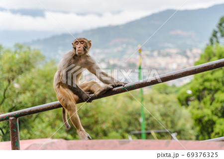 Monkey at the Swayambhunath temple, stock photo 69376325
