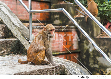 Monkey at the Swayambhunath temple, stock photo Monkey at the Swayambhunath temple, stock photo 69376338