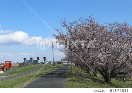 岩淵水門と桜 69376651