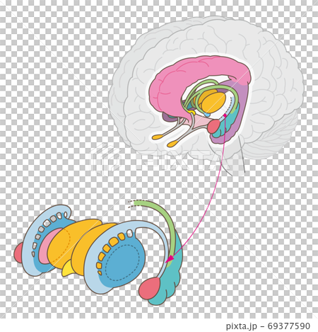 脳 大脳辺縁系 レンズ核 名称なしのイラスト素材