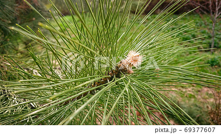 Closeup Photo Pinus Pinaster, Commonly Known As The Maritime Pin 69377607