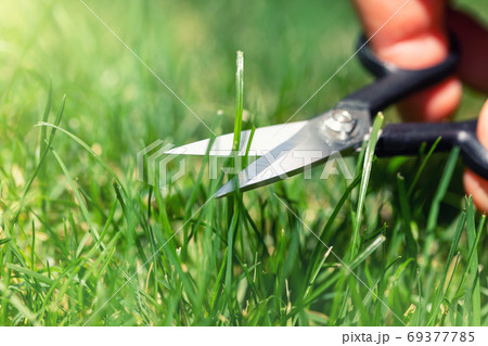 Close-up detail view of man hand cutting green 69377785