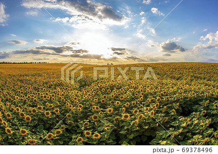 large field of blooming sunflowers against the backdrop of a sun large field of blooming sunflowers against the backdrop of a sun 69378496