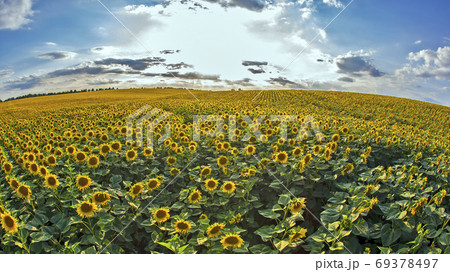 large field of blooming sunflowers against the backdrop of a sun large field of blooming sunflowers against the backdrop of a sun 69378497