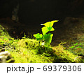 地下の葉っぱ 69379306