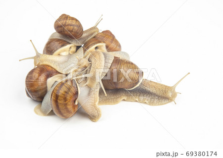 Helix pomatia. grape snail on a white background. mollusc and in Helix pomatia. grape snail on a white background. mollusc and in 69380174