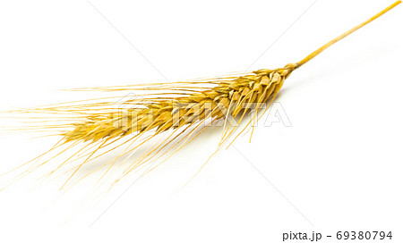 Rye ear. Whole, barley, harvest wheat sprouts. Wheat grain ear or rye spike plant isolated on white background, for cereal bread flour. Flat Lay, copy space. 69380794