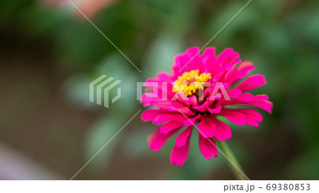 濃いピンク色の一輪の花のアップの写真素材