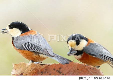 営巣をはじめたヤマガラのペア　身近な野鳥 69381248