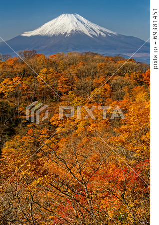丹沢・鍋割山の紅葉と富士山 69381451