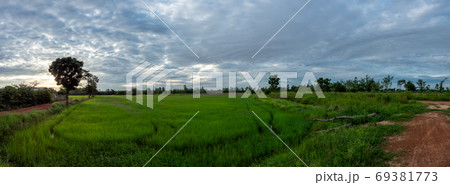 Panoramic view of rice field 69381773