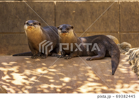 コツメカワウソ (Otter) 69382445
