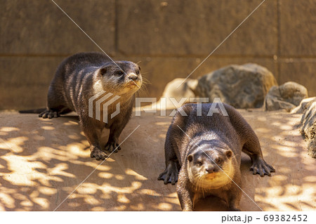 コツメカワウソ (Otter) 69382452