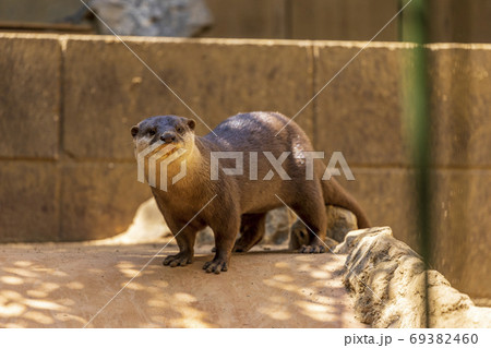 コツメカワウソ (Otter) コツメカワウソ (Otter) 69382460