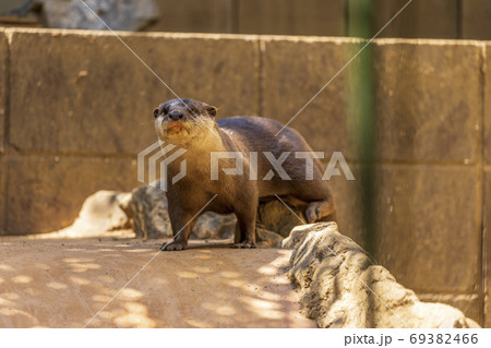 コツメカワウソ (Otter) 69382466