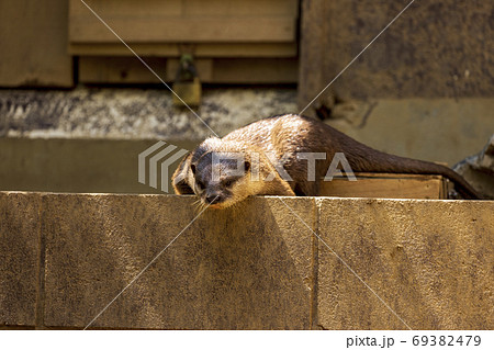 コツメカワウソ (Otter) 69382479