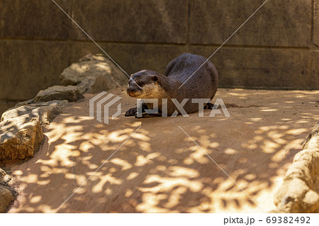 コツメカワウソ (Otter) 69382492