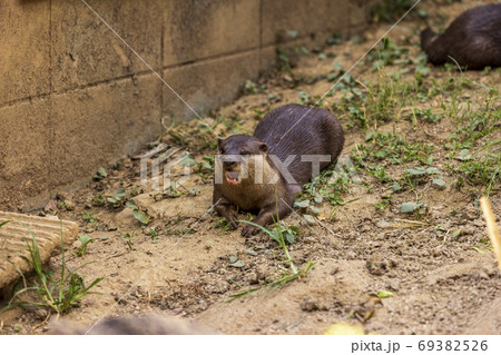 コツメカワウソ (Otter) 69382526