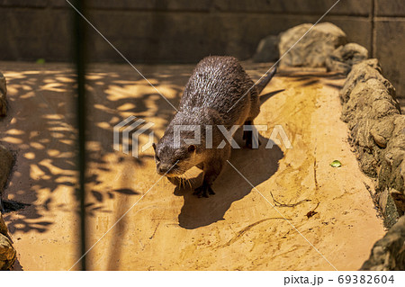 コツメカワウソ / Otter 69382604