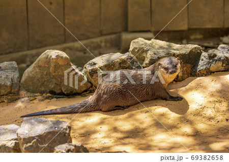 コツメカワウソ / Otter コツメカワウソ / Otter 69382658