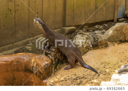 コツメカワウソ / Otter 69382663