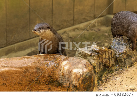 コツメカワウソ / Otter 69382677