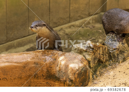 コツメカワウソ / Otter 69382678