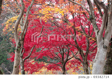 モミジの紅葉 モミジの紅葉 69382714