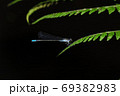 アオイトトンボ 69382983