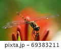 アキアカネ 69383211