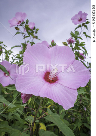 アメリカフヨウ（蒜山高原の朝）8月　 69383568