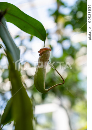 食虫植物 ウツボカズラ 食虫植物 ウツボカズラ 69383656