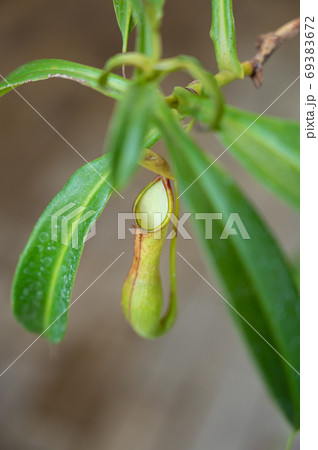 食虫植物 ウツボカズラ 69383672