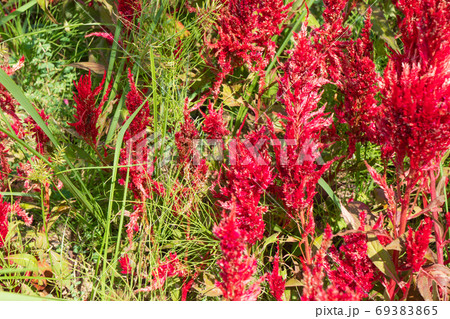 定聚苑のケイトウ（牛久大仏） 69383865