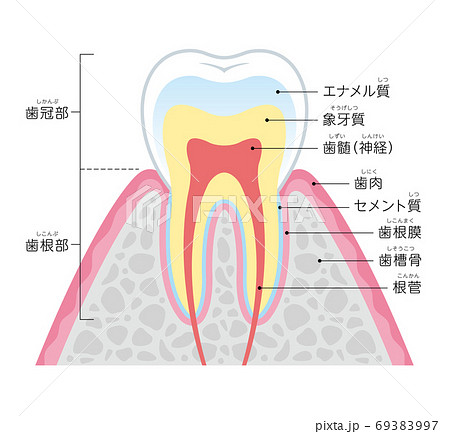 歯の断面図 イラスト 日本語のイラスト素材