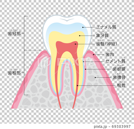 歯の断面図 イラスト 日本語のイラスト素材