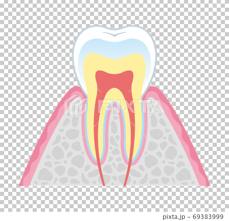 Cross-sectional view of teeth Illustration 69383999