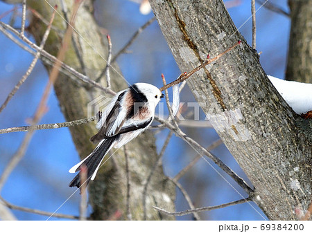 樹液とシマエナガ 樹液とシマエナガ 69384200