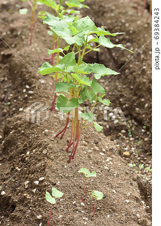 若芽が出た蕎麦畑 69384243