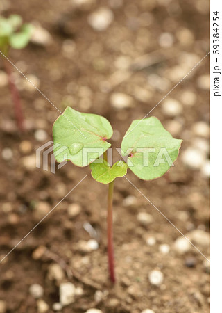 若芽が出た蕎麦畑 69384254