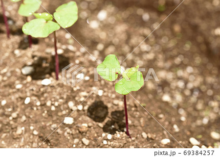 若芽が出た蕎麦畑 69384257