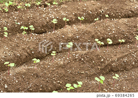 若芽が出た蕎麦畑 若芽が出た蕎麦畑 69384265