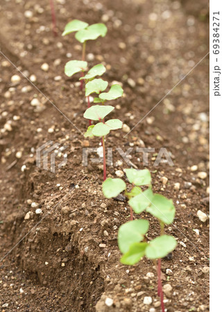 若芽が出た蕎麦畑 69384271