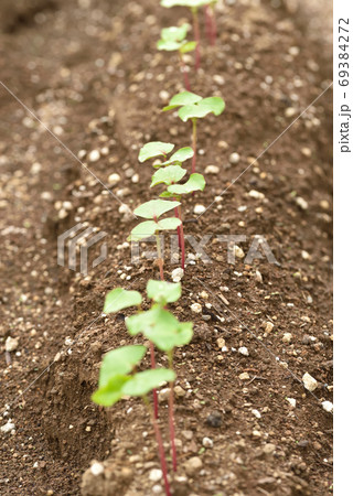 若芽が出た蕎麦畑 若芽が出た蕎麦畑 69384272