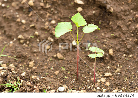 若芽が出た蕎麦畑 69384274
