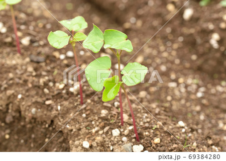 若芽が出た蕎麦畑 69384280