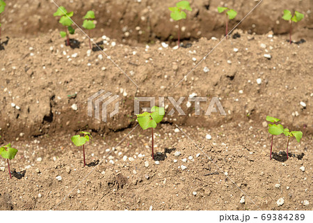 若芽が出た蕎麦畑 69384289