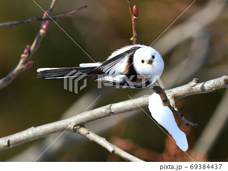 見つめるシマエナガ 69384437